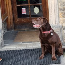 Thomas, a chocolate lab, is eager to get back into the Rose & Crown for his second visit in a month!